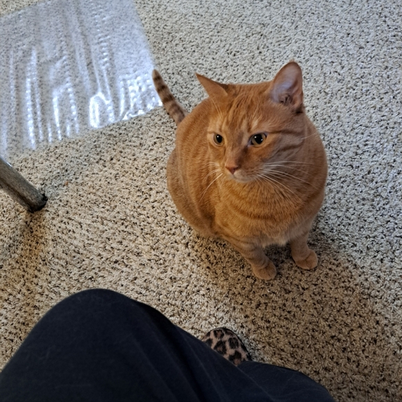Please Read & Share Frankie's Story 🙏 Frankie God's Miracle Cat!!! - Picture 3 of 9